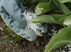 nitrophosphate fertilizer instruction