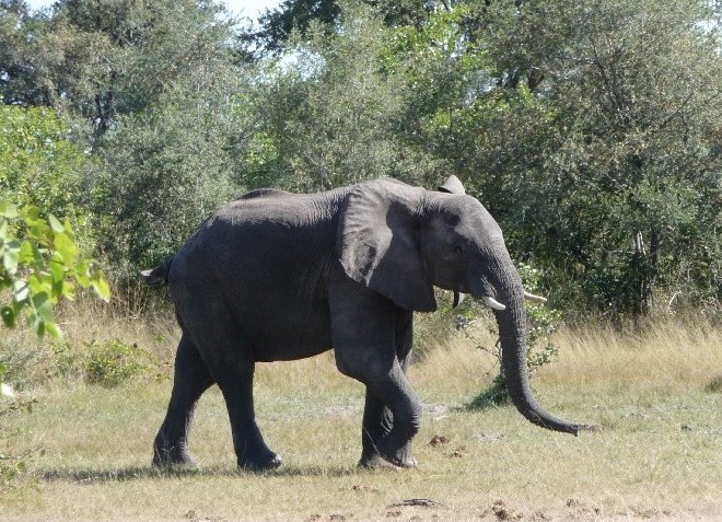 Слоны в парке Мамили