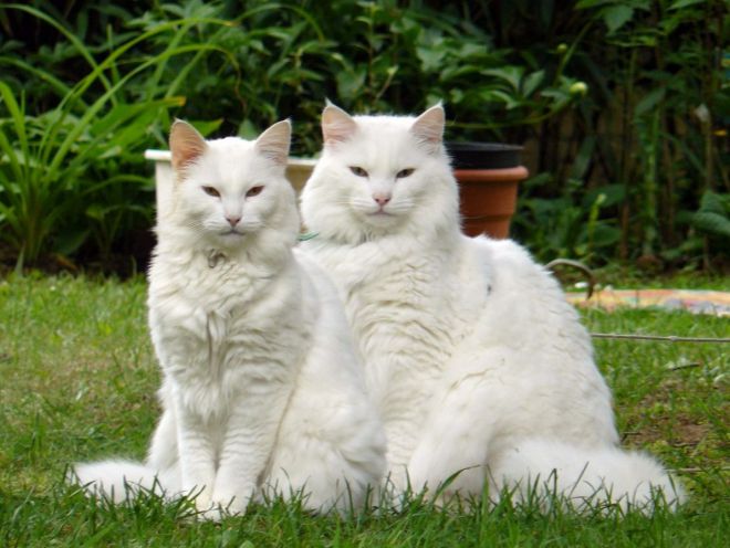 Норвежский лесной белый кот