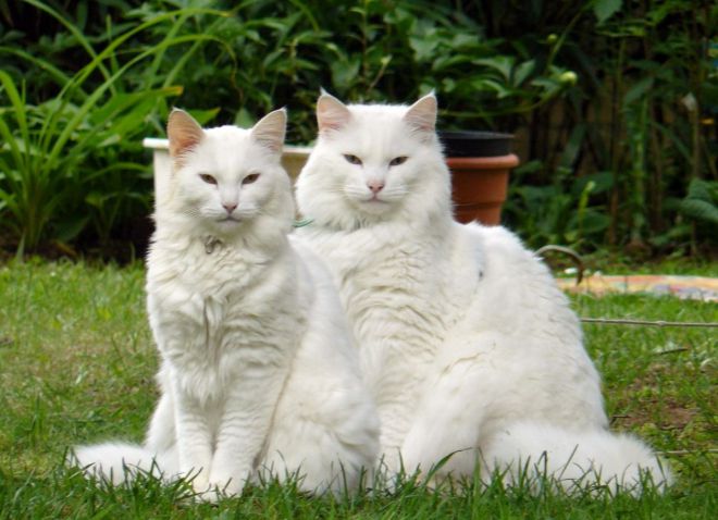 Норвежская лесная кошка белая