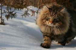 котка порода Норвежка гора