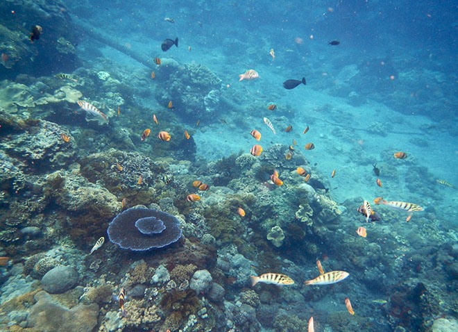 Подводный мир острова Лембонган