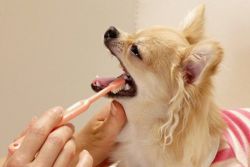 Dýchání z úst u psů1