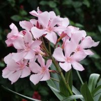 oleander rastlin