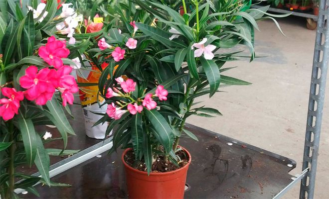 oleander doma 1
