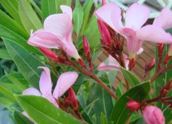 oleander trimování
