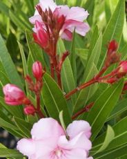 oleander doma