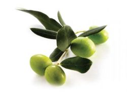 oliwa z oliwek do skóry twarzy