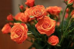 Oranžové růže nějakého druhu
