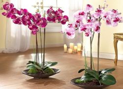 Orhideja doma 2