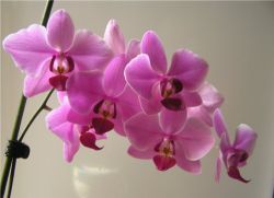 Orhideja doma 3