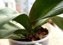 orchideje, jak pečovat po kvetení