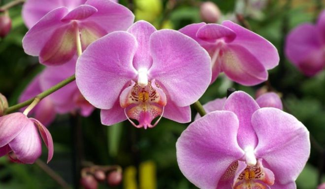 Что делать с орхидеей цимбидиум после цветения