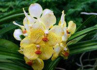 Королева орхидей Vanda Miss Joaquim