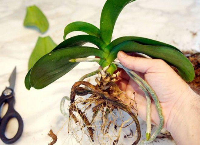 орхидея пересадка и уход в домашних условиях