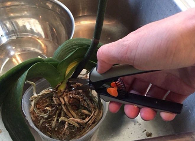 пересадка орхидеи во время цветения