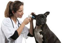 zapalenie ucha u psa, niż leczyć