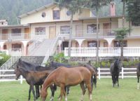 лошади в Пальятанга