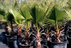 palm washington, jak pečovat