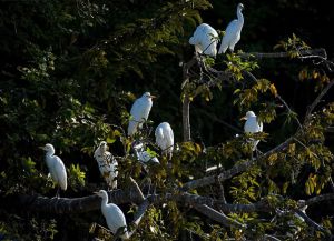 Обитатели Птичьего острова - белые цапли