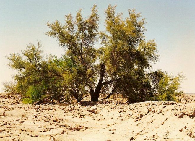 Тамаруго - редкое дерево, которое растет в заповеднике