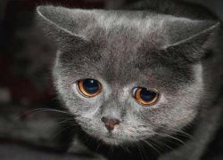 Панлевкопения при котки - симптоми1
