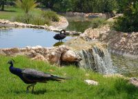 Птичий парк Пафос