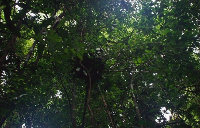 Гнездо орангутана