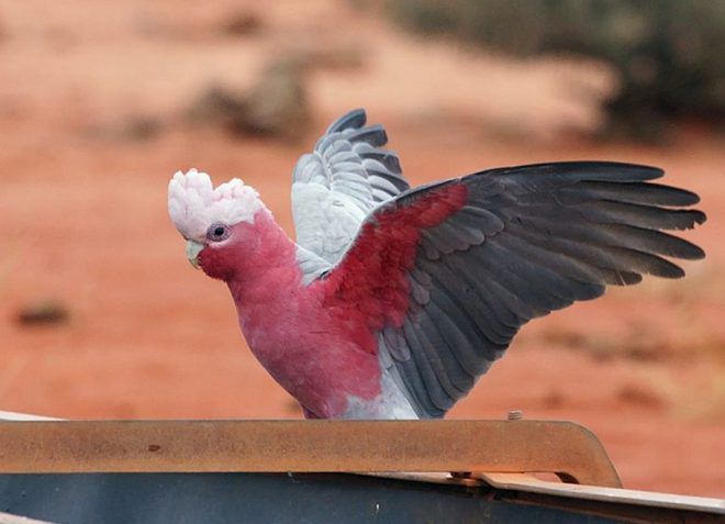 розовый попугай какаду