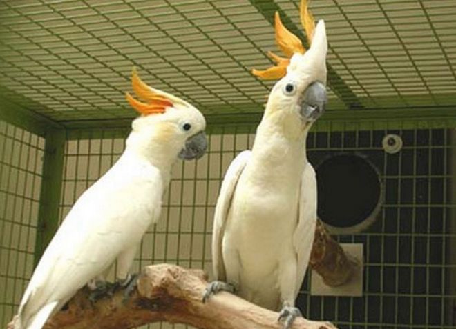 попугай какаду содержание в домашних условиях
