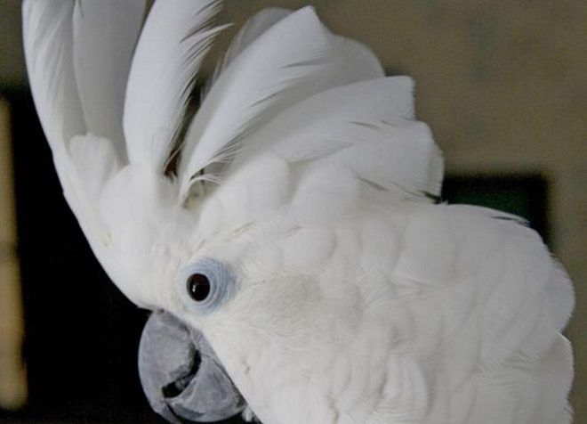 белый попугай какаду