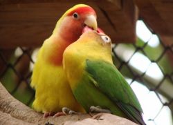 lovebirds papoušci, jak naučit mluvit