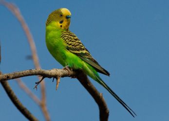 Papagaji za domačo vsebino1