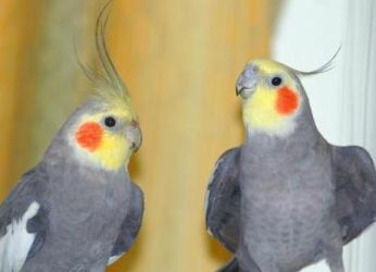 Papoušci pro domácí obsah2