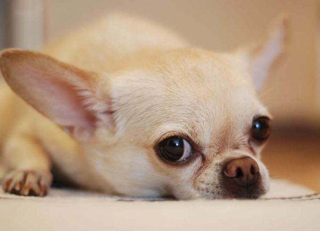 парвовирусный энтерит у собак симптомы и лечение