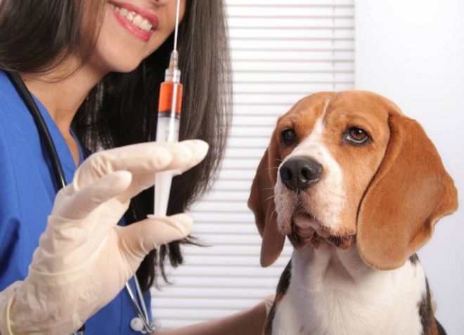 профилактика парвовирусного энтерита у собак