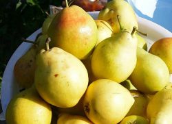 Katedrála Grades Pears