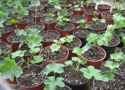 култивиране на семена от пераргониум