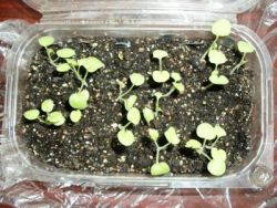 sadzenie nasion Pelargonium