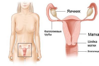 schéma ženských orgánů