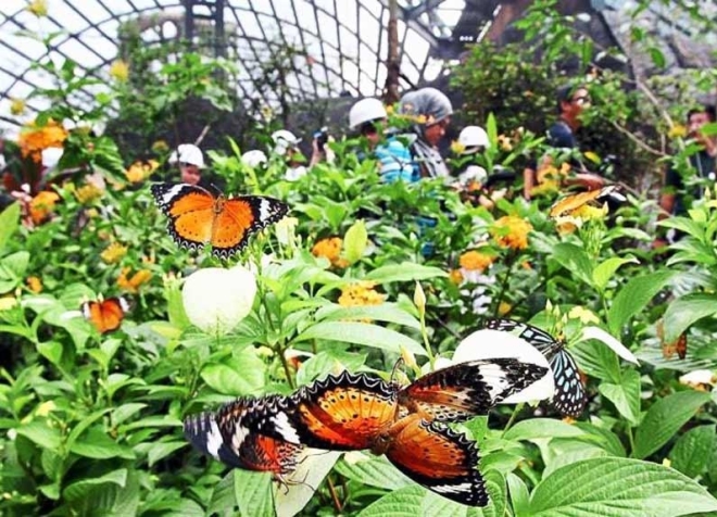 Ферма бабочек на острове