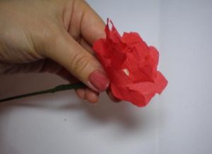 cvetovi peonies valovitega papirja13