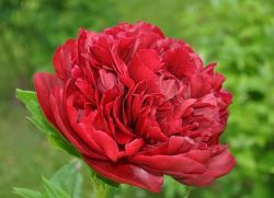 peonies henry boxing