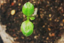 rastući pepino iz sjemena