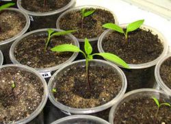 Jak pěstovat dobré semenáčky papriky doma