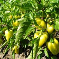 jaké odrůdy papriky jsou lepší pro rostliny