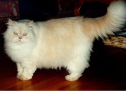 Перзијска мачка 1