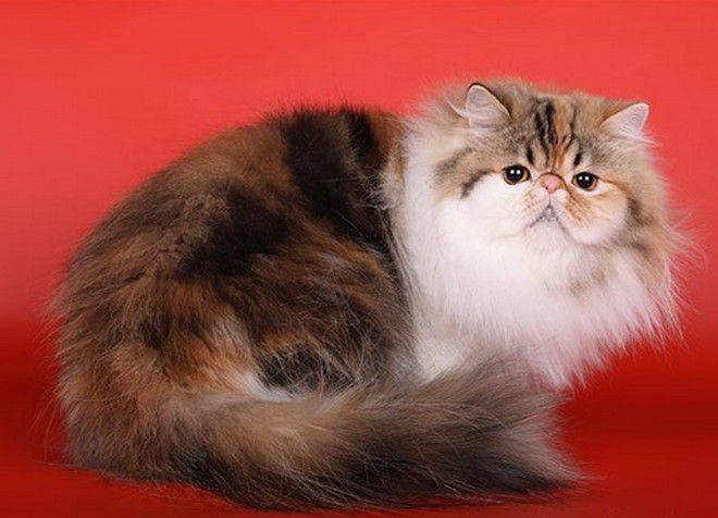 двухцветная персидская кошка