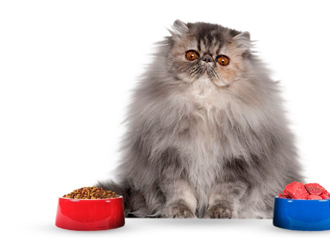 питание персидской кошки