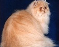 barvy perských koček